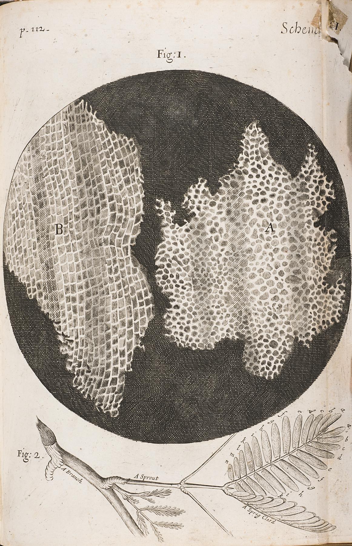 Drawing of a large black circle on a piece of paper; a branch with leaves on it appears under the circle 
